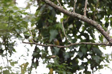 Doğu Dağı Greenbul (Arizelocichla nigriceps), Nyungwe Ulusal Parkı, Ruanda