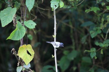 The stripe-breasted tit (Melaniparus fasciiventer) is a species of bird in the family Paridae. This photo was taken  in Nyungwe National Park, Rwanda.