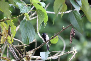 The stripe-breasted tit (Melaniparus fasciiventer) is a species of bird in the family Paridae. This photo was taken  in Nyungwe National Park, Rwanda.