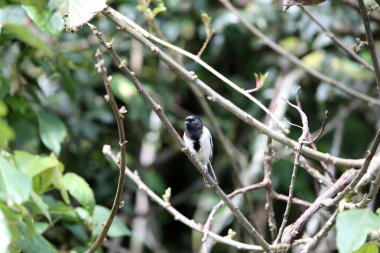 The stripe-breasted tit (Melaniparus fasciiventer) is a species of bird in the family Paridae. This photo was taken  in Nyungwe National Park, Rwanda.