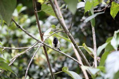 The stripe-breasted tit (Melaniparus fasciiventer) is a species of bird in the family Paridae. This photo was taken  in Nyungwe National Park, Rwanda.
