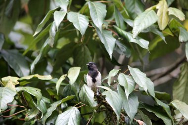 The stripe-breasted tit (Melaniparus fasciiventer) is a species of bird in the family Paridae. This photo was taken  in Nyungwe National Park, Rwanda.