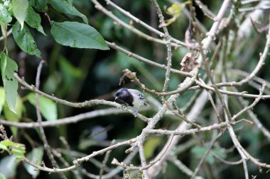 The stripe-breasted tit (Melaniparus fasciiventer) is a species of bird in the family Paridae. This photo was taken  in Nyungwe National Park, Rwanda. clipart