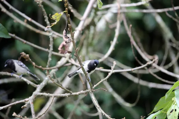 stock image The stripe-breasted tit (Melaniparus fasciiventer) is a species of bird in the family Paridae. This photo was taken  in Nyungwe National Park, Rwanda.