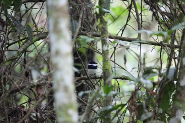 Rwenzori batis (Batis diops), kedigiller (Albertine Rift) familyasından bir kuş türü. Bu fotoğraf Nyungwe Ulusal Parkı, Ruanda 'da çekildi..