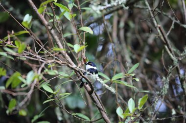 Rwenzori batis (Batis diops), kedigiller (Albertine Rift) familyasından bir kuş türü. Bu fotoğraf Nyungwe Ulusal Parkı, Ruanda 'da çekildi..