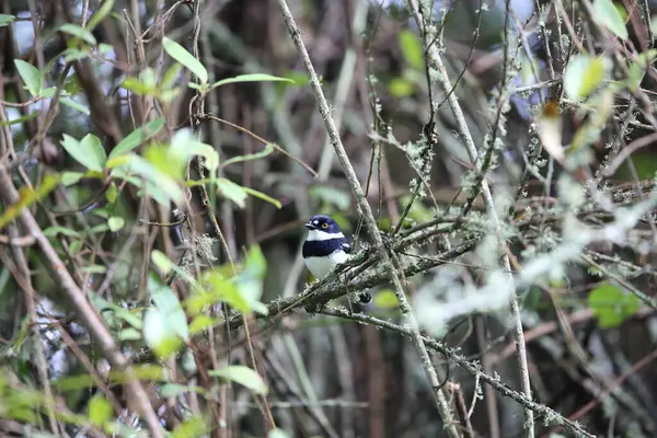 stock image Rwenzori batis (Batis diops) is an endemic bird native to the Albertine Rift montane forests. This photo was taken  in Nyungwe National Park, Rwanda.