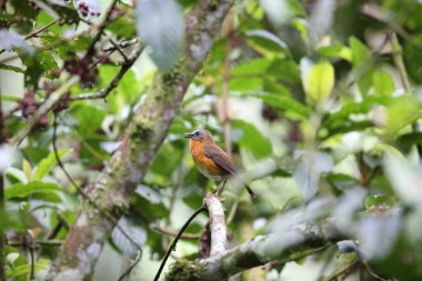 Archer 's ground robin veya Archer' s robin-chat (Dessonornis archeri), Muscicapidae familyasından bir kuş türü. Albertine Yarık Canavarı ormanlarında bulunur..