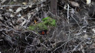 Japonya'da peri pidesi (Pitta nympha)