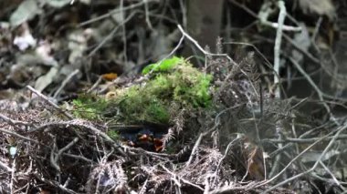 Japonya'da peri pidesi (Pitta nympha)