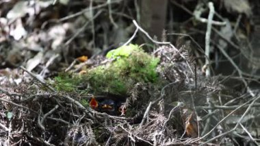 Japonya'da peri pidesi (Pitta nympha)