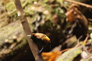 Muhteşem cennet kuşu (Diphyllodes magnificus), cennet kuşunun bir türüdür. Bu fotoğraf Arfak Dağı, Endonezya 'da çekildi..