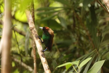 Muhteşem cennet kuşu (Diphyllodes magnificus), cennet kuşunun bir türüdür. Bu fotoğraf Arfak Dağı, Endonezya 'da çekildi..