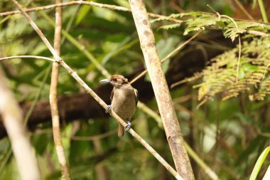 Muhteşem cennet kuşu (Diphyllodes magnificus), cennet kuşunun bir türüdür. Bu fotoğraf Arfak Dağı, Endonezya 'da çekildi..