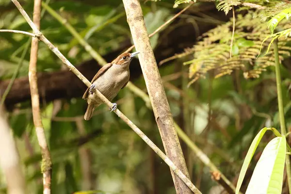 Muhteşem cennet kuşu (Diphyllodes magnificus), cennet kuşunun bir türüdür. Bu fotoğraf Arfak Dağı, Endonezya 'da çekildi..