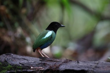 Biak hooded pitta (Pitta rosenbergii) is a passerine bird in the pitta family Pittidae that is endemic to the island of Biak, northwest of New Guinea. clipart