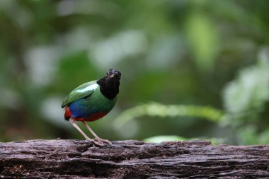 Biak kukuletalı pitta (Pitta rosenbergii), Yeni Gine 'nin kuzeybatısındaki Biak adasına özgü Pittidae familyasından bir kuş türü..