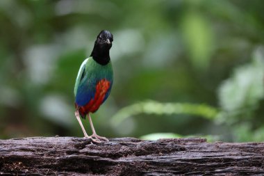 Biak kukuletalı pitta (Pitta rosenbergii), Yeni Gine 'nin kuzeybatısındaki Biak adasına özgü Pittidae familyasından bir kuş türü..