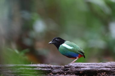 Biak kukuletalı pitta (Pitta rosenbergii), Yeni Gine 'nin kuzeybatısındaki Biak adasına özgü Pittidae familyasından bir kuş türü..