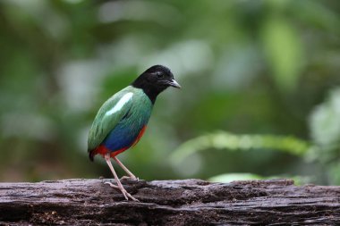 Biak kukuletalı pitta (Pitta rosenbergii), Yeni Gine 'nin kuzeybatısındaki Biak adasına özgü Pittidae familyasından bir kuş türü..