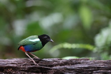 Biak kukuletalı pitta (Pitta rosenbergii), Yeni Gine 'nin kuzeybatısındaki Biak adasına özgü Pittidae familyasından bir kuş türü..