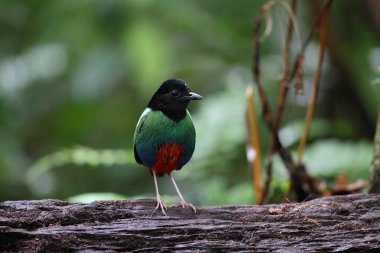 Biak kukuletalı pitta (Pitta rosenbergii), Yeni Gine 'nin kuzeybatısındaki Biak adasına özgü Pittidae familyasından bir kuş türü..