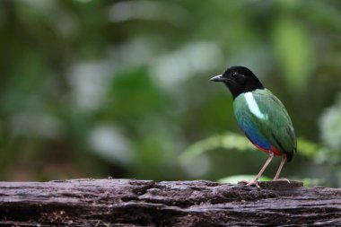 Biak kukuletalı pitta (Pitta rosenbergii), Yeni Gine 'nin kuzeybatısındaki Biak adasına özgü Pittidae familyasından bir kuş türü..