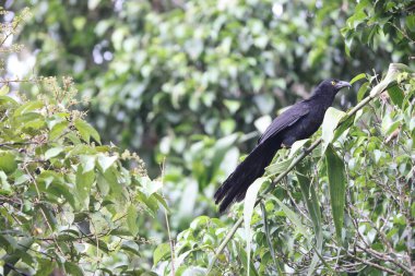 Biak coucal (Centropus chalybeus), Cuculidae familyasından bir guguk kuşu türü. Batı Papua, Endonezya 'ya özgü..
