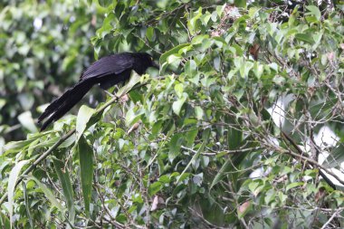 Biak coucal (Centropus chalybeus), Cuculidae familyasından bir guguk kuşu türü. Batı Papua, Endonezya 'ya özgü..