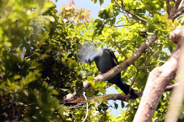 Batı taç giymiş güvercin (Goura cristata), Yeni Gine 'nin kuzeybatısındaki yağmur ormanlarına özgü bir güvercindir..