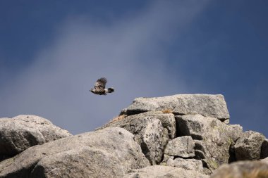 Kuzey fındıkkıranı ya da Benekli Fındıkkıran (Nucifraga caryocatactes japonica), karga familyasından bir kuş türü. Bu fotoğraf Japonya 'da çekildi..