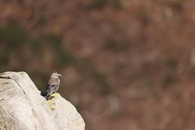 Kuzey fındıkkıranı ya da Benekli Fındıkkıran (Nucifraga caryocatactes japonica), karga familyasından bir kuş türü. Bu fotoğraf Japonya 'da çekildi..