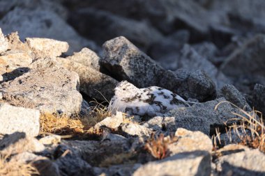 Kaya ptarmigan (Lagopus muta japonica), orman tavuğu familyasından orta büyüklükte bir kuş türü. Bu fotoğraf Japonya 'da çekildi..