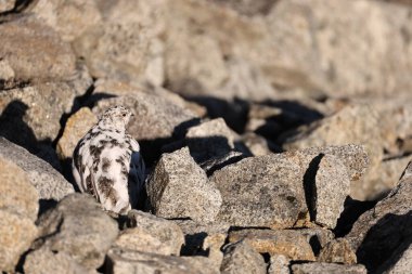 Kaya ptarmigan (Lagopus muta japonica), orman tavuğu familyasından orta büyüklükte bir kuş türü. Bu fotoğraf Japonya 'da çekildi..