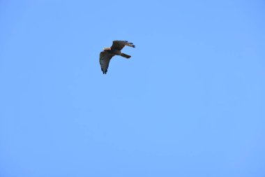 Gri yüzlü akbaba (Butastur indicus) bir Asya yırtıcı kuşudur. Bu fotoğraf Japonya 'da çekildi..