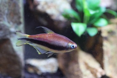 Nematobrycon palmeri, Kolombiya 'nın batısındaki Atrato ve San Juan nehir havzalarında bulunan bir balık türüdür..