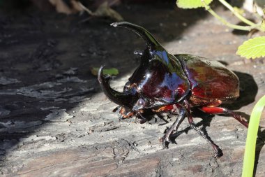 Augosoma centaurus, Afrika 'da bulunan bir gergedan böceği türüdür..