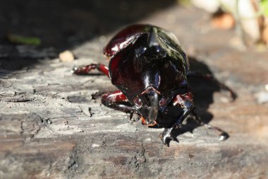 Augosoma centaurus, Afrika 'da bulunan bir gergedan böceği türüdür..