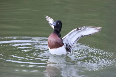 Baer'ın pakta veya Sibirya pakta veya Sibirya white-eye (Aythya baeri) Erkek, Japonya