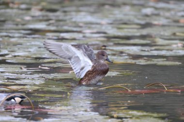 The falcated duck or falcated teal (Mareca falcata) is a gadwall-sized dabbling duck from the east Palearctic. This photo was taken in Japan. clipart