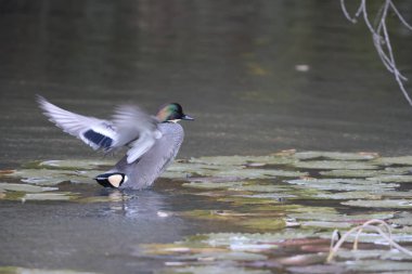 The falcated duck or falcated teal (Mareca falcata) is a gadwall-sized dabbling duck from the east Palearctic. This photo was taken in Japan. clipart