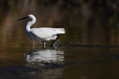 Küçük balıkçıl (Egretta garzetta garzetta), balıkçılgiller (Ardeidae) familyasından bir balıkçıl türü..