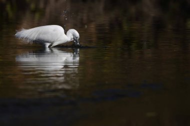 Küçük balıkçıl (Egretta garzetta garzetta), balıkçılgiller (Ardeidae) familyasından bir balıkçıl türü..