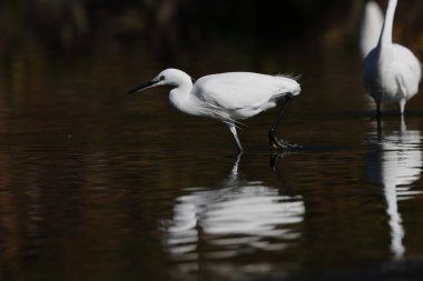Küçük balıkçıl (Egretta garzetta garzetta), balıkçılgiller (Ardeidae) familyasından bir balıkçıl türü..