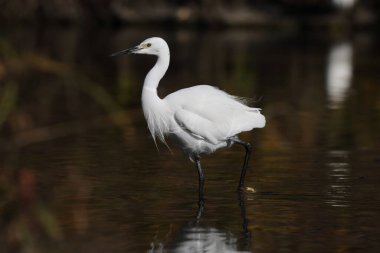 Küçük balıkçıl (Egretta garzetta garzetta), balıkçılgiller (Ardeidae) familyasından bir balıkçıl türü..