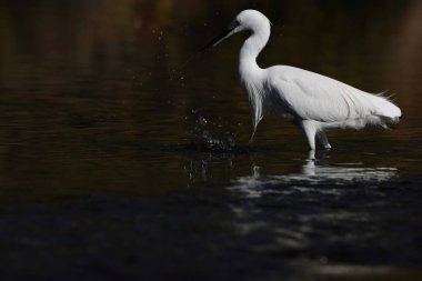 Küçük balıkçıl (Egretta garzetta garzetta), balıkçılgiller (Ardeidae) familyasından bir balıkçıl türü..