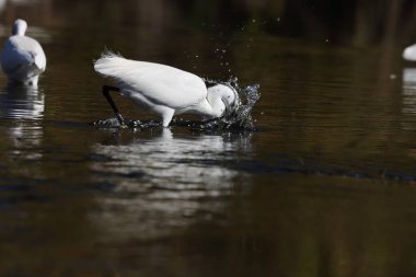 Küçük balıkçıl (Egretta garzetta garzetta), balıkçılgiller (Ardeidae) familyasından bir balıkçıl türü..