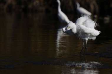 Küçük balıkçıl (Egretta garzetta garzetta), balıkçılgiller (Ardeidae) familyasından bir balıkçıl türü..