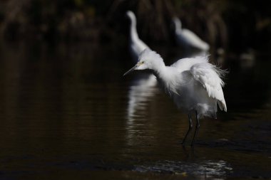 Küçük balıkçıl (Egretta garzetta garzetta), balıkçılgiller (Ardeidae) familyasından bir balıkçıl türü..