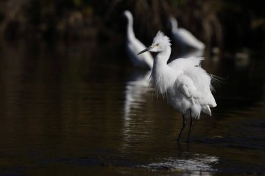 Küçük balıkçıl (Egretta garzetta garzetta), balıkçılgiller (Ardeidae) familyasından bir balıkçıl türü..